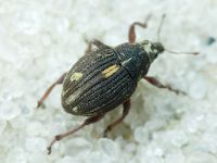 Rhinoncus leucostigma