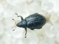 Rhamphus pulicarius