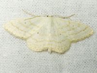 Scopula immistaria