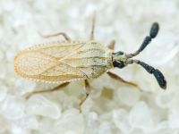 Copium teucrii
