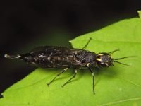 Xiphydria longicollis