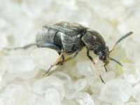 Bruchidius pusillus