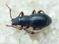 Ptochus porcellus