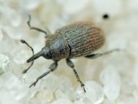 Rhinusa tetra