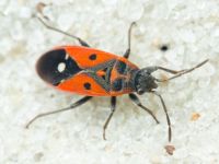 Melanocoryphus tristrami