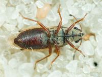 Cymus melanocephalus