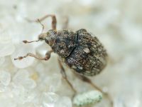 Rhinoncus bruchoides