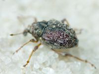 Rhinoncus bruchoides