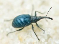 Cyanapion columbinum