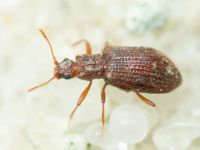 Stephostethus angusticollis
