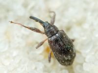 Anthonomus