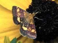 Pyrausta purpuralis
