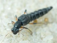 Stenus cicindeloides