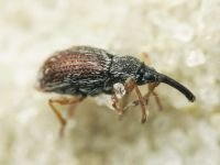 Taeniapion urticarium