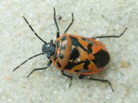Eurydema (Eurydema) ornata