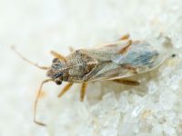 Nysius helveticus