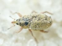 Curculionidae