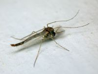 Chironomidae
