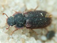 Colobicus hirtus