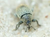 Cleopomiarus
