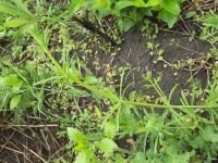 Galium aparine