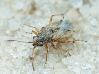 Nysius