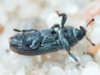 Mecinus pyraster