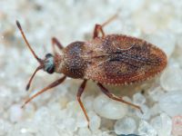 Oncochila simplex