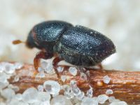 Scolytus rugulosus