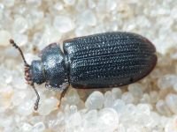 Coleoptera