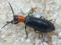 Tillus elongatus