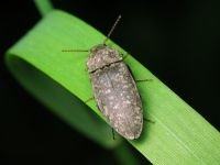 Agrypnus murinus