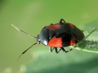 Deraeocoris scutellaris var. bellicosus