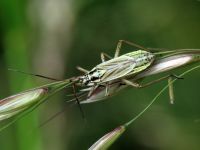 Leptopterna dolabrata