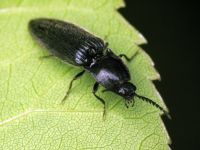 Hemicrepidius niger