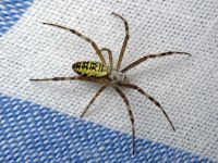 Argiope bruennichi