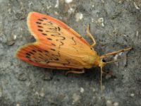 Miltochrista miniata