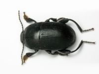 Pedinus femoralis