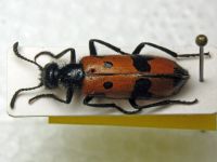 Mylabris quadripunctata