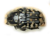 Oxythyrea funesta
