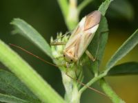 Adelphocoris lineolatus