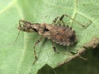Himacerus mirmicoides
