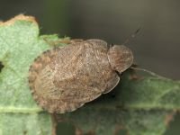 Sciocoris homalonotus