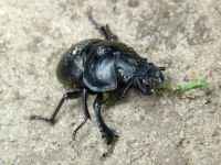 Lethrus apterus