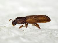 Bitoma crenata