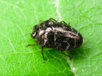 Trachys minutus minutus