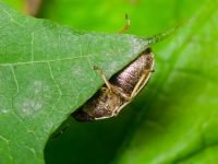 Neottiglossa pusilla