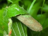 Apoderus coryli