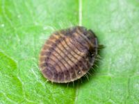 Platynaspis luteorubra