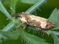 Lixus (Callistolixus) cylindrus